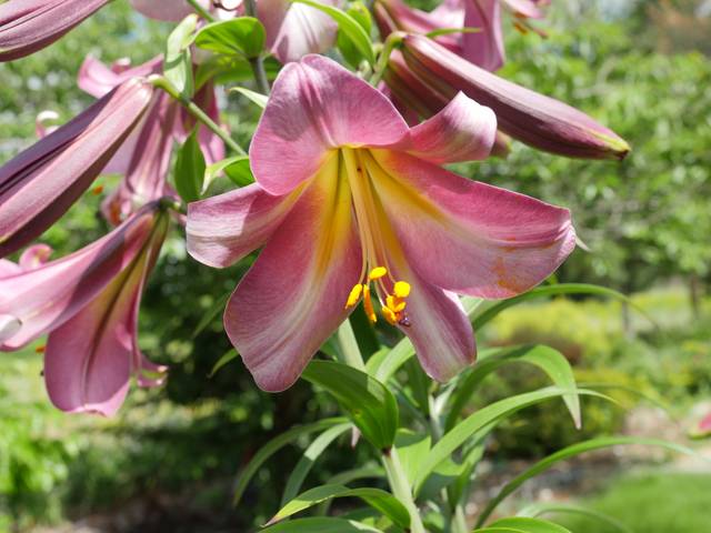 Lis 'Pink perfection'