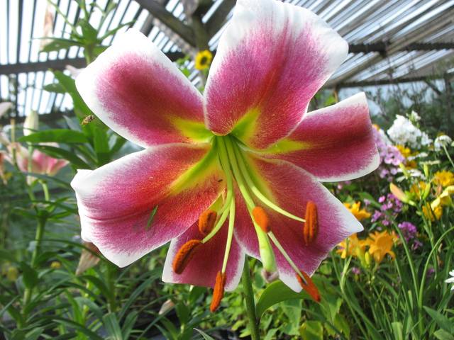 Lis trompette 'Scheherazade'