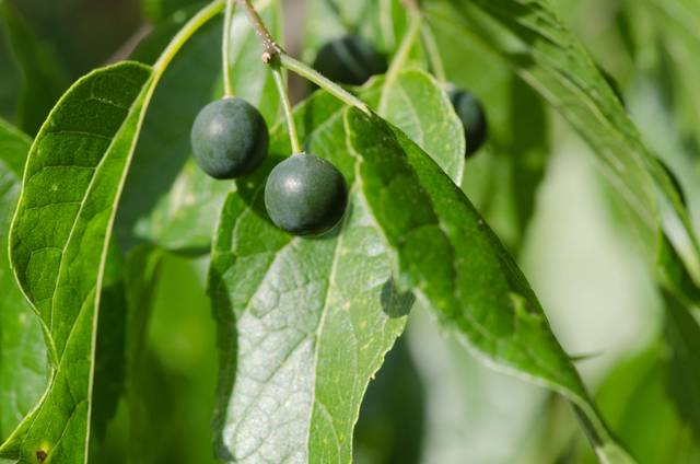 Micocoulier du Mississippi (Celtis laevigata) : fruits sombres