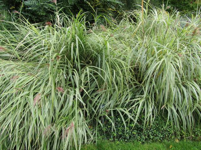 Miscanthus sinensis 'Variegatus'
