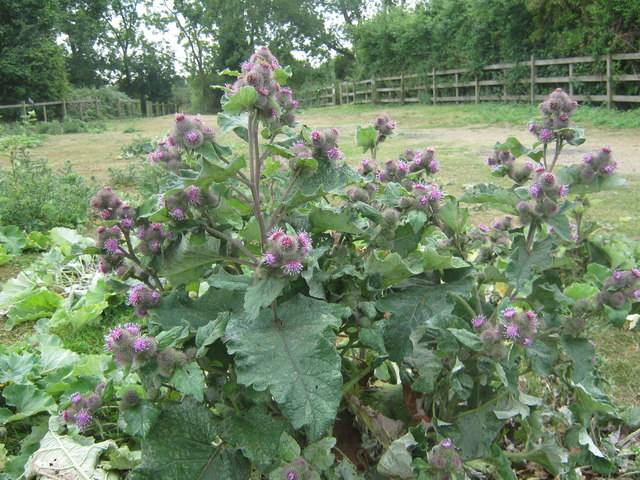 Arctium minus, petite bardane
