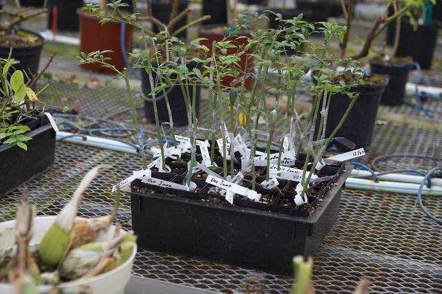 Jeunes plants greffés en chip-budding