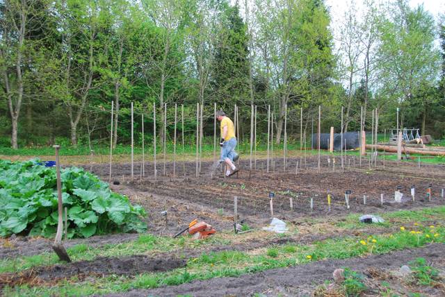 Organisation du potager