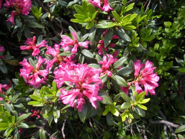 Rhododendron ferrugineum