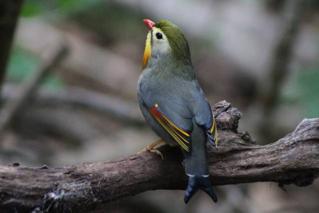 Rossignol du Japon, Leiothrix lutea
