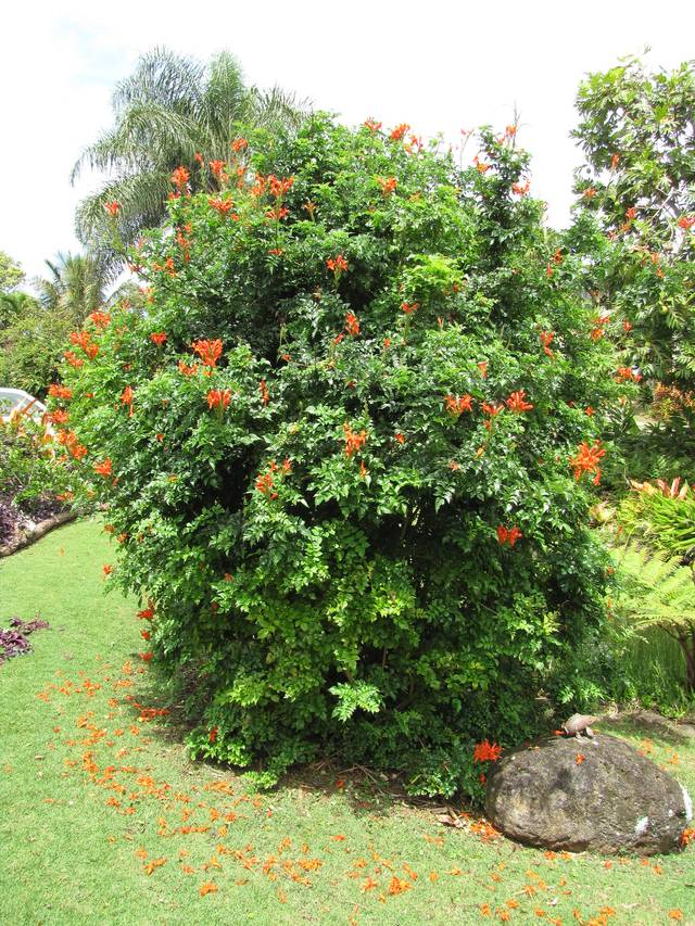 Tecoma capensis conduit en buisson