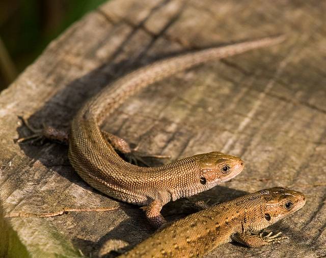 Lézard vivipare, Zootoca vivipara