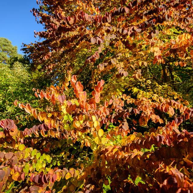 Arbre au caramel - feuillage d'automne