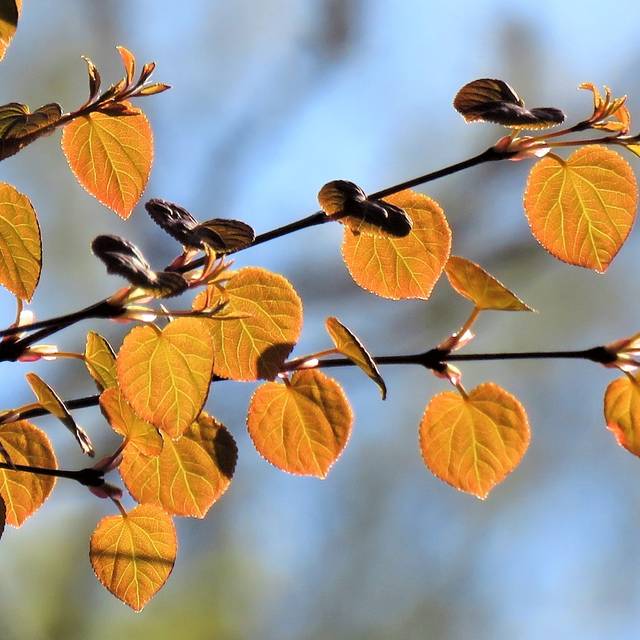 Arbre au caramel - feuillage de printemps cuivré