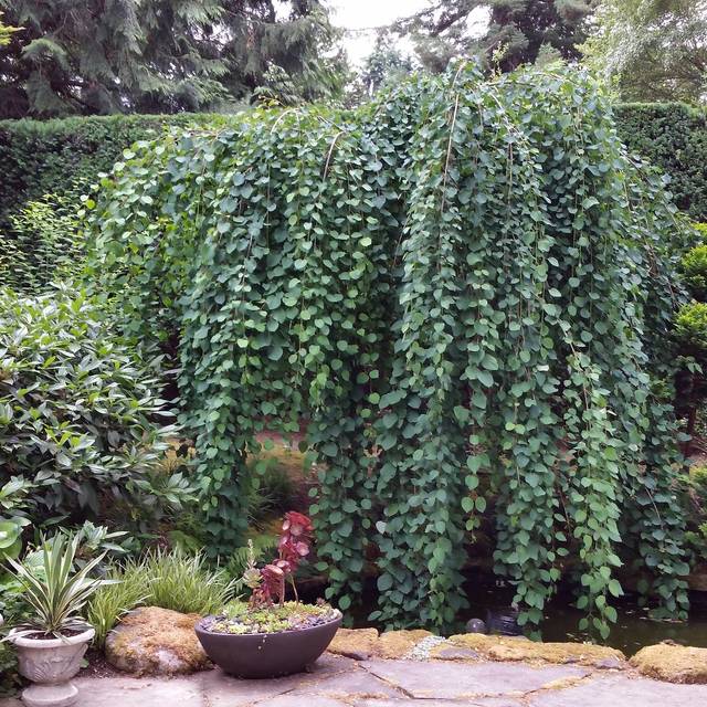 Cercidiphyllum japonicum 'Pendulum' (Wendy Cutler / flickr.com)