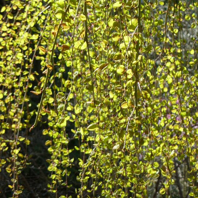 Cercidiphyllum japonicum 'Pendulum' - jeunes pousses - (Wendy Cutler / flickr.com)