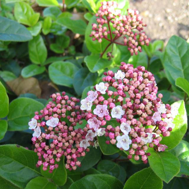Viburnum tinus Lisarose - Globe Planter