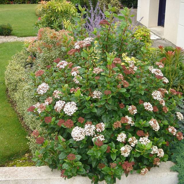Viburnum tinus Lisarose - Globe Planter