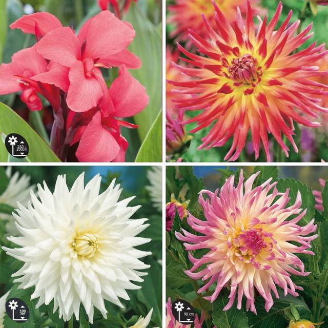 Kit bulbes d'été - pour massif - rose et blanc