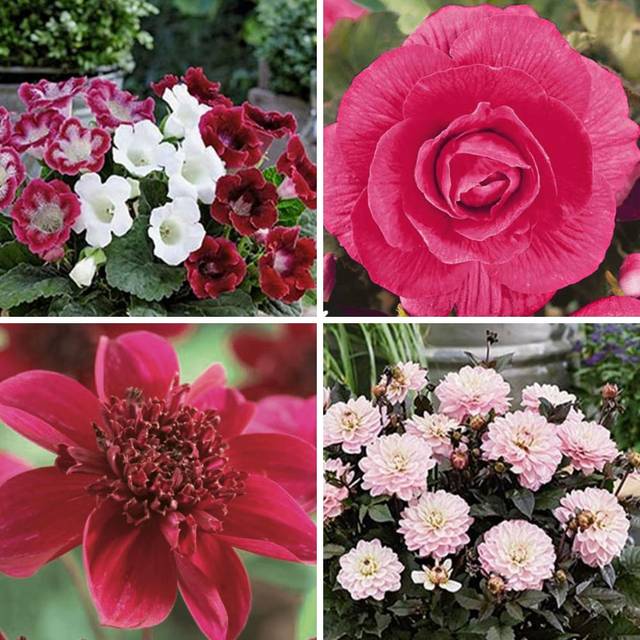 Kit Bulbes d'été - pour balcon - tons roses