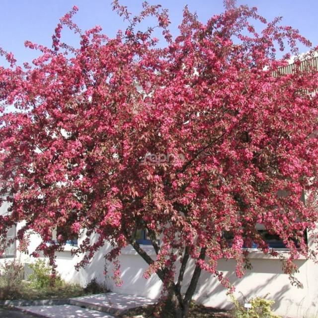 Malus COCCINELLA® 'Courtarou' - vue d'ensemble - Sapho