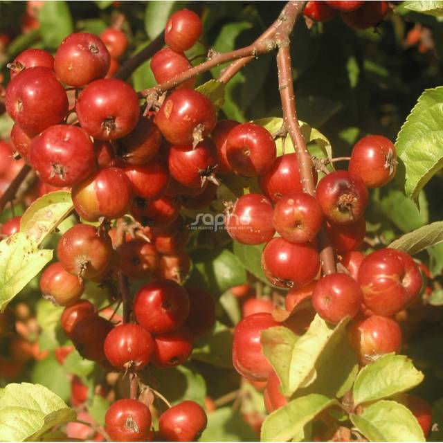 Malus PERPETU® 'Evereste' - fruits - Sapho
