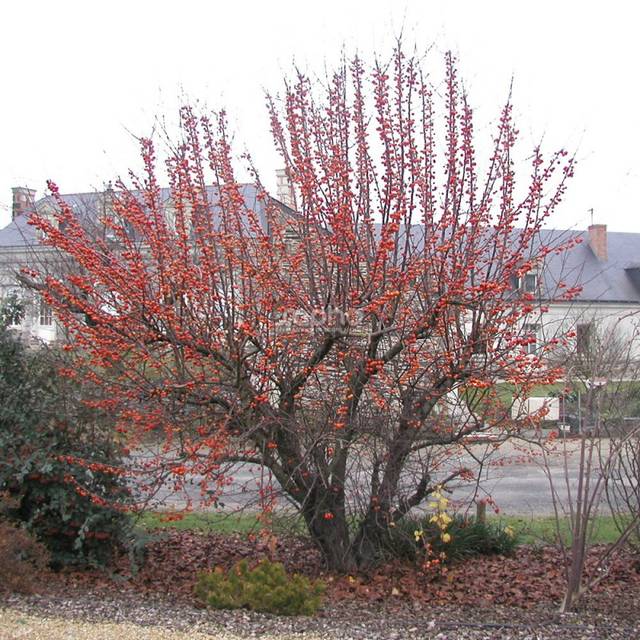 Malus PERPETU® 'Evereste' - avec des fruits - Sapho