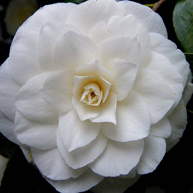 Camellia Nuccio's Gem - Flickr - Peter Stevens