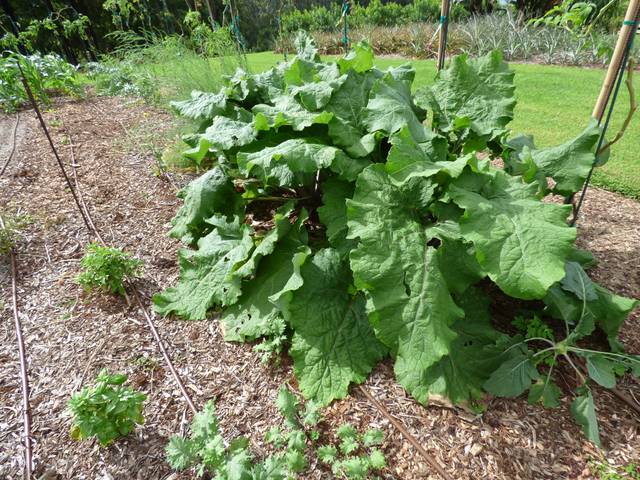 Bardane au potager, Arctium lappa