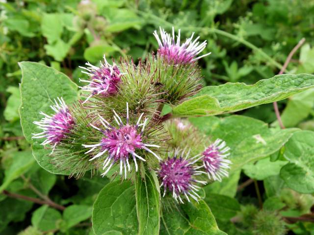 Fleurs de bardane (Arctium lappa)