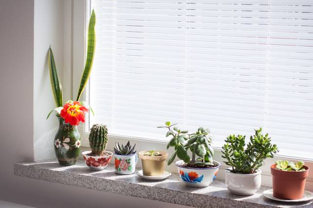 Cactus et plantes grasses derrière la fenêtre de la véranda