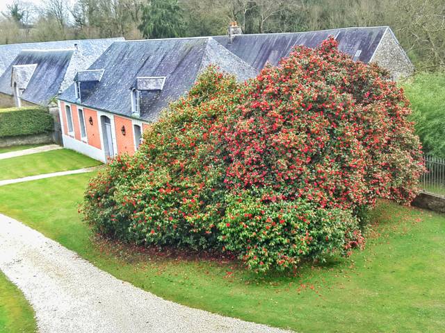 Camellia japonica althaeiflora - Château de Chantore