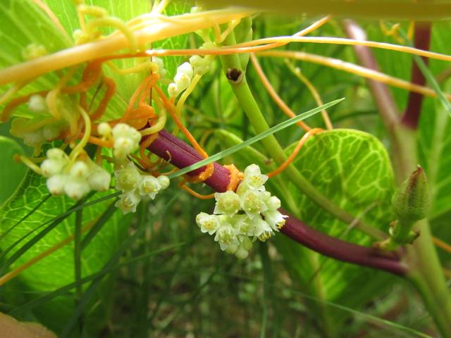 Cuscuta campestris : fleurs