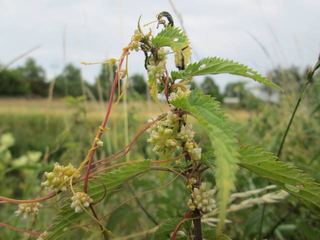 Cuscuta europaea parasitant une ortie