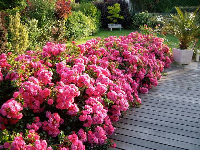 Décorosiers® Emera® en bordure