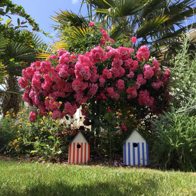 Décorosiers® Emera® - forme tige