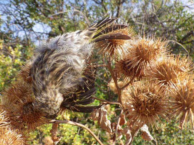 Fruits de bardane (akènes) nourrissant un oiseau