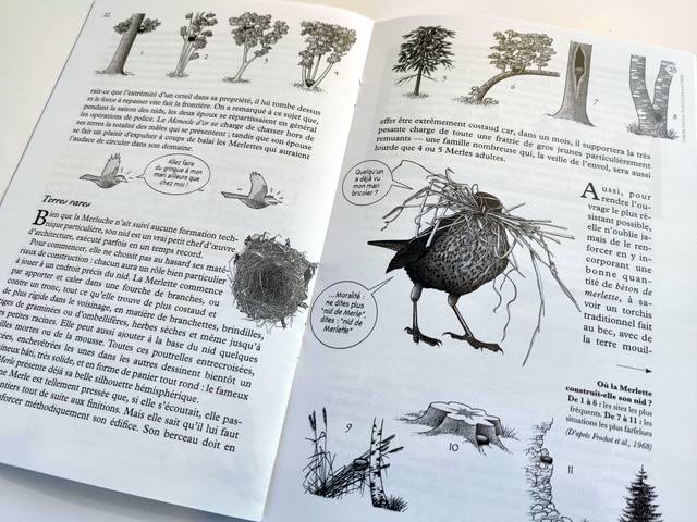 La Hulotte - extrait d'un des articles consacrés au merle