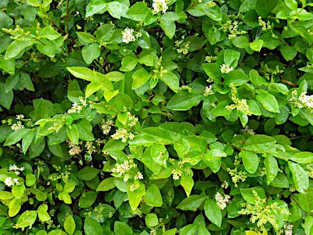 Ligustrum delavayanum (troène du Yunnan) : feuillage