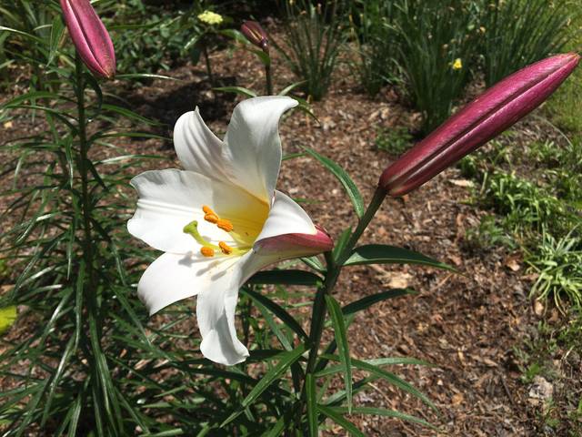 Lilium regale, lis royal