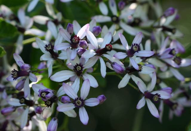 Melia azedarach : fleurs