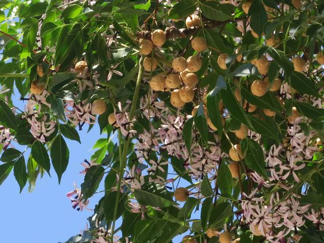 Melia azedarach : fleurs et fruits
