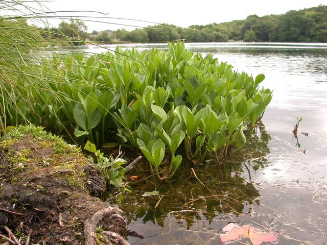 Tapis de Menyanthes trifoliata sur une berge
