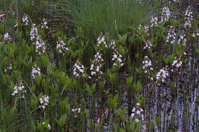 Trèfle d'eau, Menyanthes trifoliata