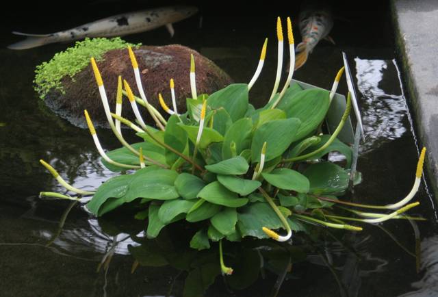 Orontium aquaticum dans un bassin