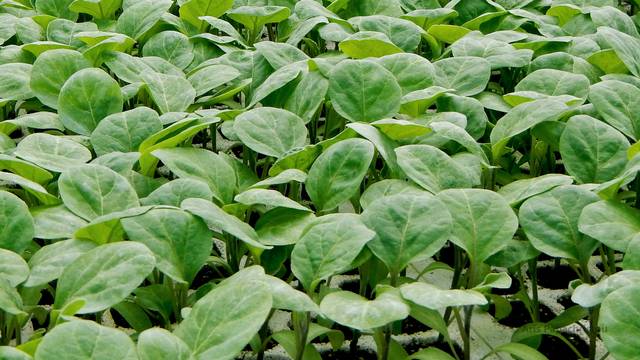 Semis d'aubergine sur plaque