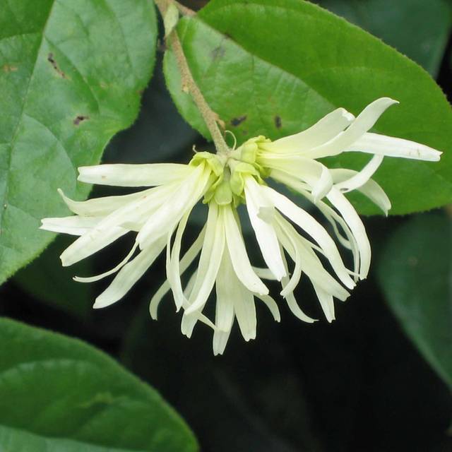 Loropetalum chinense - Fleurs blanches - Flickr - HQ
