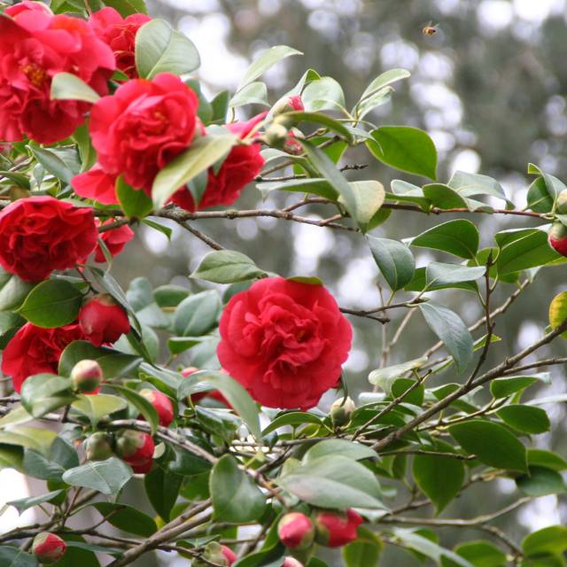 Camellia - Fleurs semi-doubles rouges - Copyright MEL