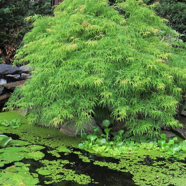 Acer palmatum 'Dissectum Viridis' - Flickr - cultivar413