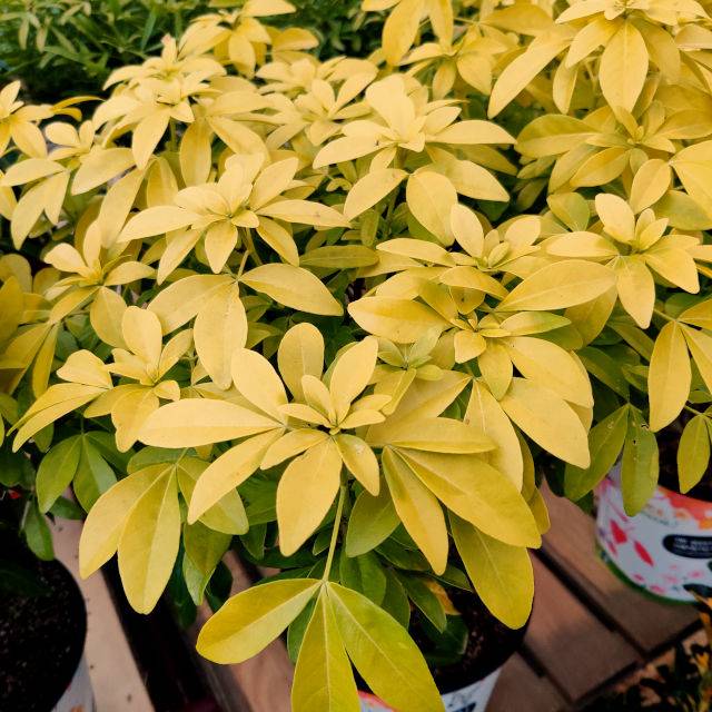 Choisy Ternata 'Sundance' (XG/Gerbeaud.com)