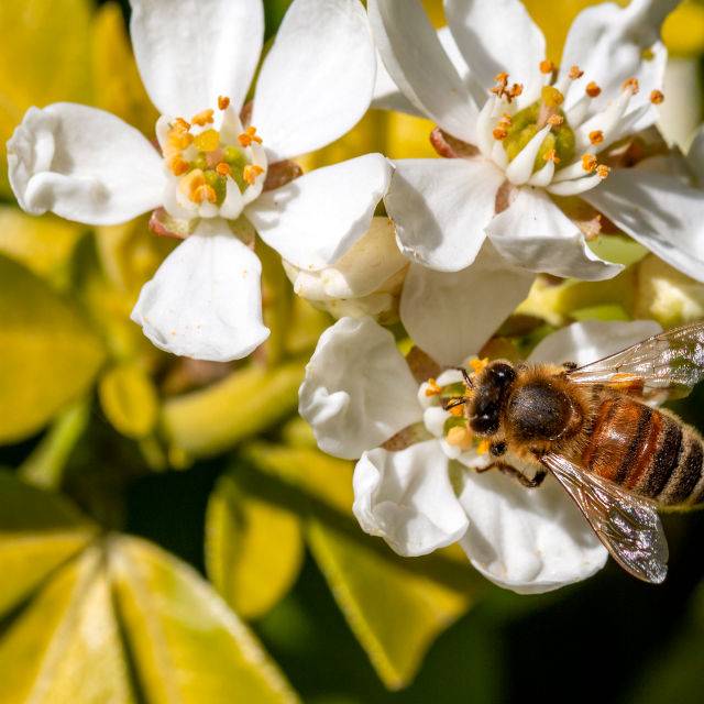 Choisya ternata 'Sundance' en fleurs