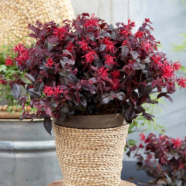Loropetalum 'Ever Red' - en pot - Globe Planter