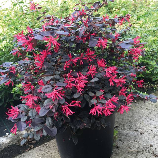 Loropetalum 'Black Pearl' - en pot - Globe Planter