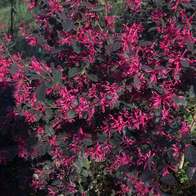 Loropetalum 'Black Pearl' - fleurs - Globe Planter