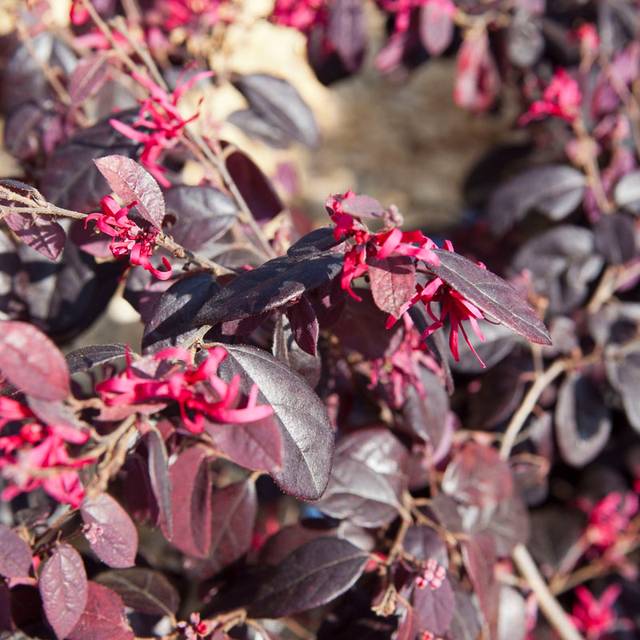 LOROPETALUM CHIN. BLACK PEARL V3LT (18 - Foto 12